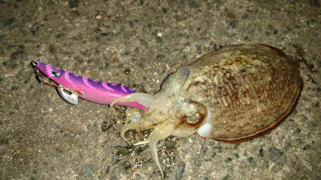 イカはイカでも