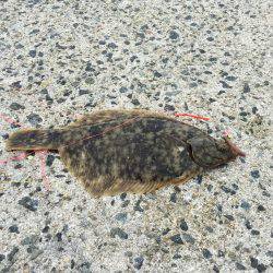 カレイ狙いその2