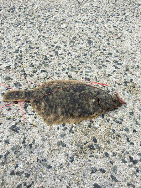 カレイ狙いその2