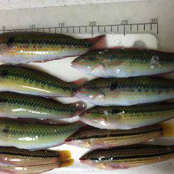 マイワシ   ベラ大漁