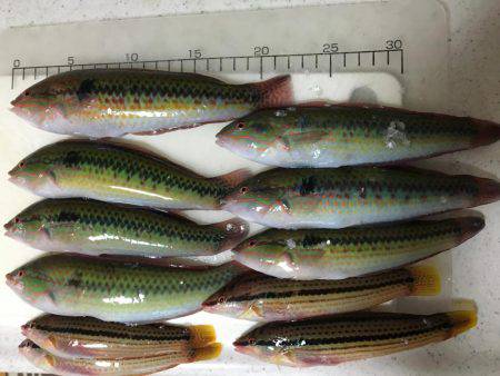 マイワシ   ベラ大漁