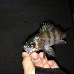 ライトゲーム！