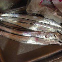 加古川タチウオ調査