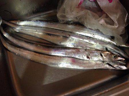 加古川タチウオ調査