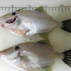 アジ   ウマヅラハギ釣り