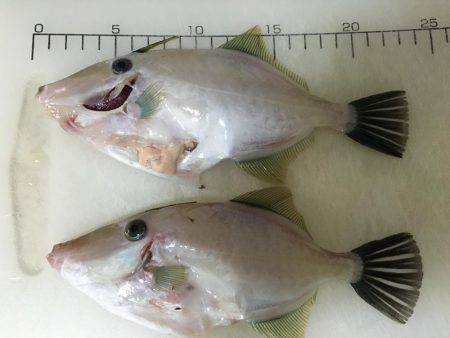 アジ   ウマヅラハギ釣り