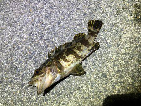 ナイトロックフィッシュゲーム！アタリ多数！…