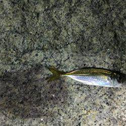 上司初アジング