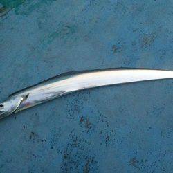 初めての船太刀魚