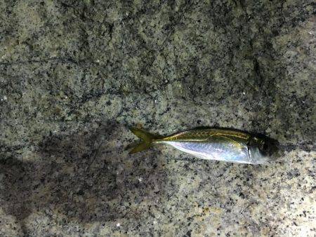 上司初アジング