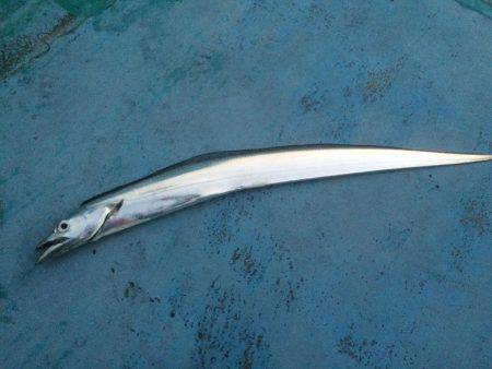 初めての船太刀魚