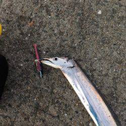 南芦屋浜タチウオ