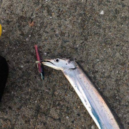 南芦屋浜タチウオ