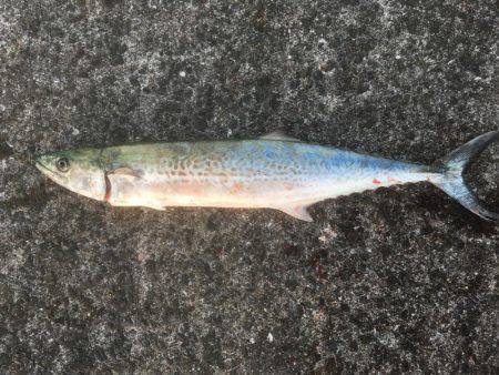 ショアジギング