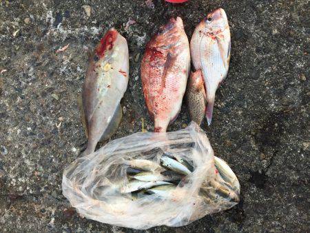 良型マダイ現る！