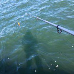 メータータチ二本