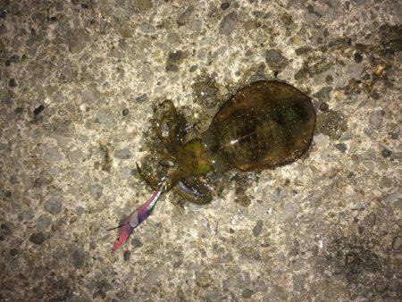 久しぶりのキロアップ