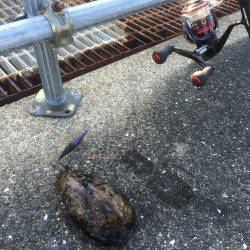 クルクル爆弾、コウイカだー