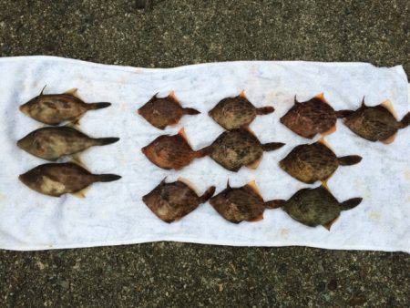 香住東港で堤防カワハギ釣り