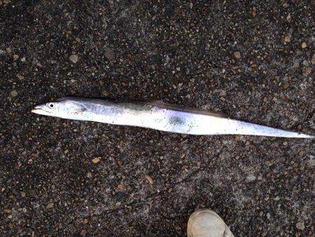 加古川尻タチウオ釣行