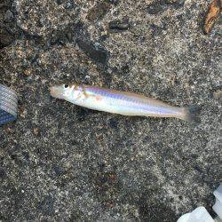 カレイ狙いその3