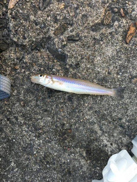 カレイ狙いその3