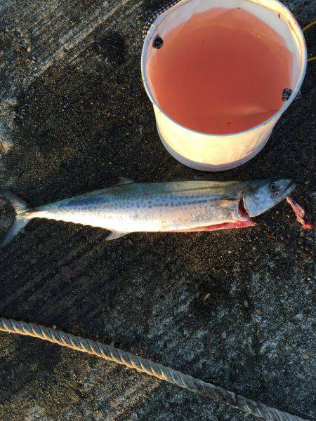 マズメにボイル無し