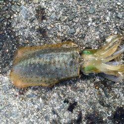 悲しサイズダウン！