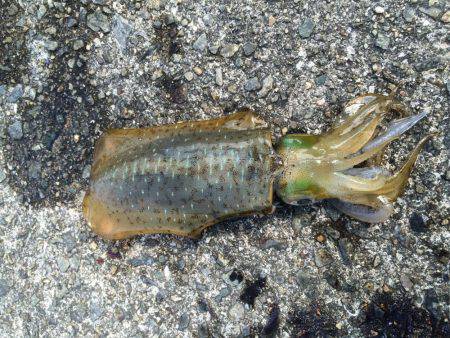 悲しサイズダウン！