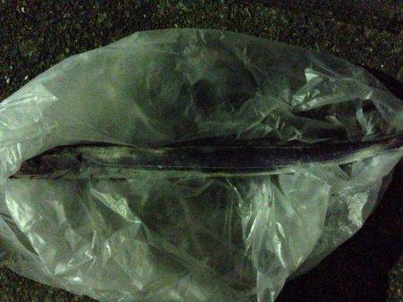 別府タチウオ釣査