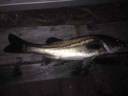 ナイスシーバス