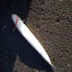 ギリギリの遊び