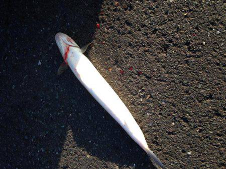 ギリギリの遊び