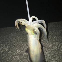 昨日のリベンジに