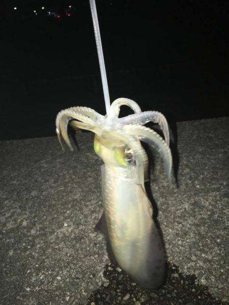 昨日のリベンジに