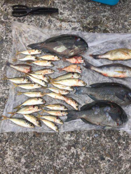 小浦一文字カゴ釣り 浜吉丸で行く