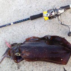 真昼間の短時間で入れ食いでした