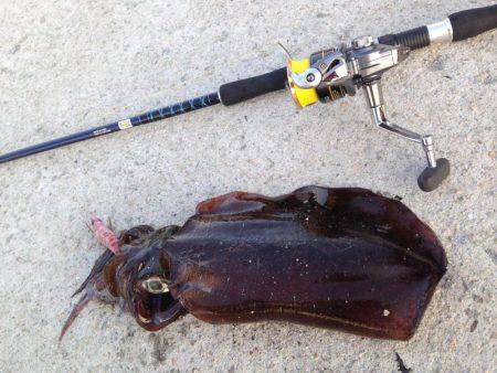 真昼間の短時間で入れ食いでした