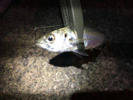 初ダウンショットアジング