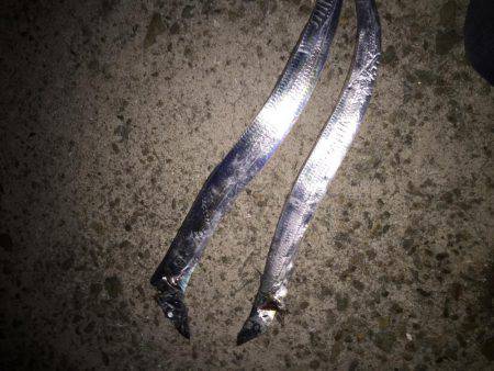 二週続けての人工島