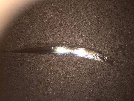 シーバス狙いが