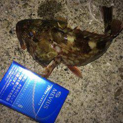 アジ狙いのはずが？