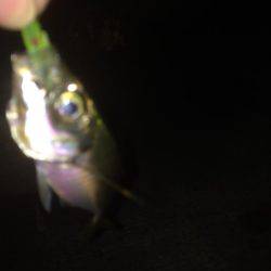 リベンジのアジング