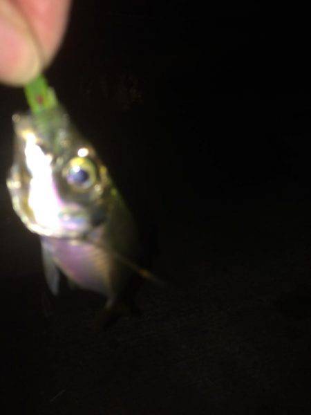 リベンジのアジング