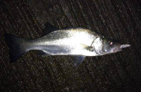 ヒラセイゴ遊び