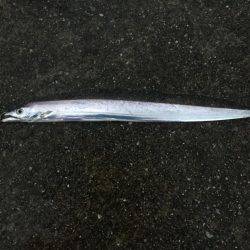 ポーアイ沖堤釣行