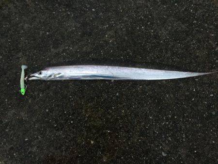 ポーアイ沖堤釣行