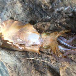 アジングからヤエン釣り！