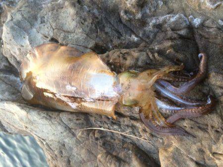 アジングからヤエン釣り！