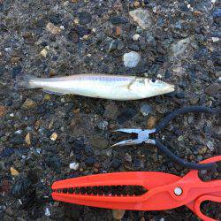 カレイ狙いその4